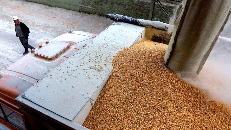 Các quốc gia Đông Âu đề xuất gia hạn lệnh cấm ngũ cốc của Ukraine